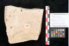 Foto (Objekt + Etikett) von Santalum salicinum Ettingshausen (NHMW-GEO-2024-0188-11399)